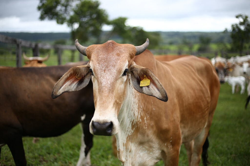 Bluetooth Beacon Solution for Animal Cattle and Sheep Ear Tags