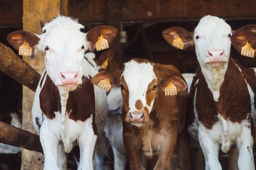 Enhancing Livestock Management with Cow Ear Tags Beacon